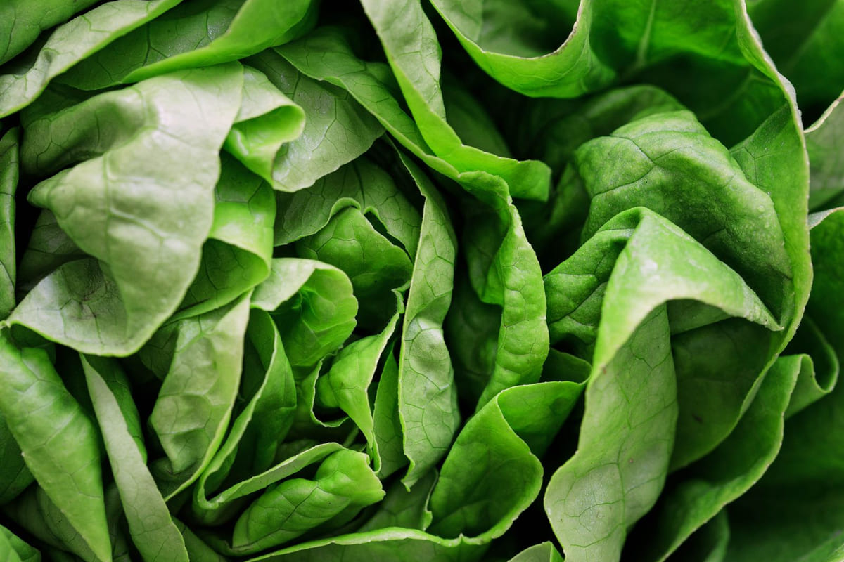 ผักสลัดขมและยืดต้น: ทำไมความพยายามปลูกของคุณถึงไม่เคยได้ผลอย่างที่ฝัน?